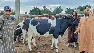 مباشرة من سوق سبت سطات مع اتمنة البقرة والدة وضارة رواسية