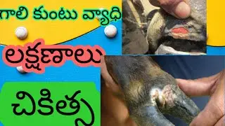 foot and mouth disease treatment & symptoms #janidairyfarm #footandmouth  #f&d