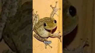 Why Cuban Tree Frogs are the Worst
