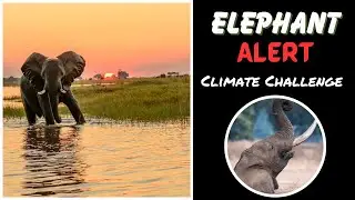Elephants' Plight: A Climate Crisis Wake-Up Call