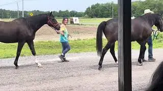 Big Horses in Reed Farm on June 7, 2025.
