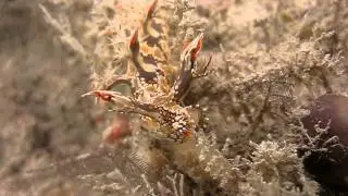 Snakey bornella feeding on hydroids