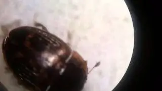 Stelidota sp. Sap-Beetle Adult