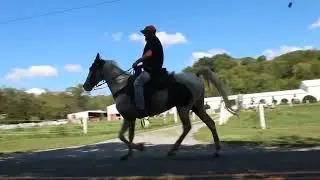 Seymore, 4 Year old Spotted Saddle Gelding for Sale at McNatt Farms