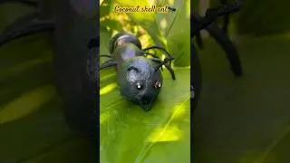 ചേമ്പില കള്ളൻ 🐜🥥 #youtubeshorts #shorts #coconut #short #trending #viral #ant #diy #craft #best
