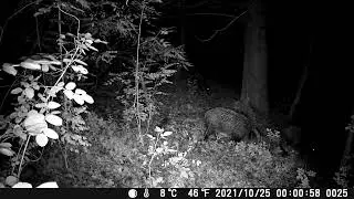Wild boars at night  By HAPIMP trail camera customer