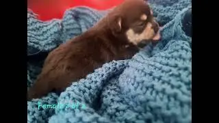 Deerhead Chihuahuas DOB 25/02/2022 @ 2 weeks & 3 days  old