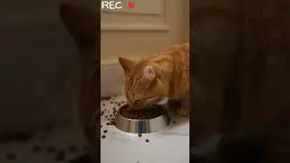 The Orange Cat Glitch ♾️