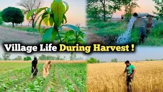 Wheat Cutting in Pure Village Style | Real Life Routine