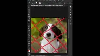 Remove Fences in Photoshop #shorts