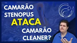 CAMAR&Atilde;O STENOPUS ATACA CAMAR&Atilde;O CLEANER?