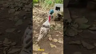 Per&uacute; #peru #aves #campo #interior
