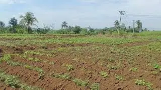 D jual tanah sangat bagus datar cocok buat berkebun 