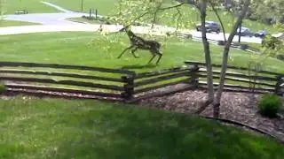 Deer Gone Wild!