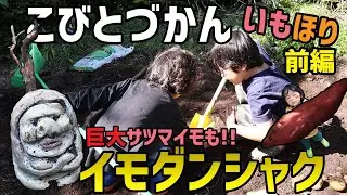 【こびとづかん】いもほりしてたらイモダンシャクと巨大サツマイモが!!(修正版)