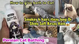 How to give bath to a cat | Persian Cat ko kaise nahlaye | Easy way to bath to cat || Cat shampoo