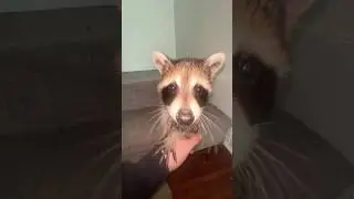 Smelly #raccoon #furbaby #pets #raccoons #raccoonshorts #animals #petsofyoutube #lazypets #raccoon