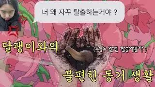 계속 탈출하는 달팽이의 집 이사한 날 🏡 