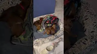 #oldies #puppy #animal #pets #cutepet #cute #pet #dachshund #cuteanimal #doggo #puppygram