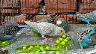 Budgies Eating Green Peas | Budgie Food Guide | Best Vegetables for Parakeets | #video 