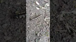 The yellow-spotted millipede is very confused #kakiseribu #millipede #shorts