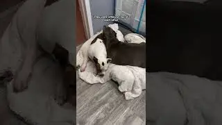 Pregnant Pittie Co-Parents With Her Sister | The Dodo  #thedodoanimals #dodoanimals
