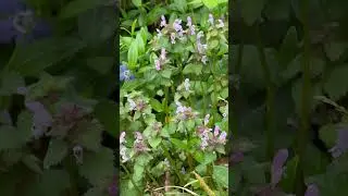 ЦЕЛЕБНАЯ ТРАВА на каждом огороде! ЯСНОТКА ПУРПУРНАЯ