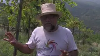 A permaculture vineyard