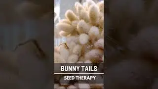 Bunny Tails Seeds &ndash; Heirloom Ornamental Grass,Perfect for Cut Flowers and Arrangements,