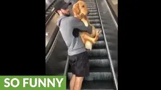 Scared dog needs to be carried up escalator