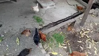 Backyard chickens eating carrot leaves