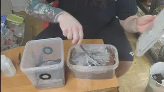 Czy murinus, to dobry wybór na pierwszego ptasznika?🤔 Zanim odpowiem, odbiorę kokon Chilobrachys🕷️💙🖤