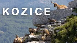 KOZICE - Duch Tatr