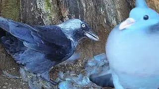 Stock Dove vs Jackdaw | Discover Wildlife | Robert E Fuller