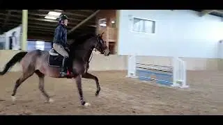 Charly Edwards Equestrian | Live to Tell