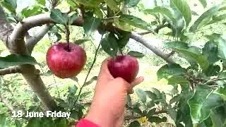 QUALITY on M7 M106 M111 Rootstock || Gala Orchard Apples Best Production || Tall Spindle || Himachal