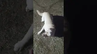 Labrador Dog basic obedience 🔥🐶 #youtubeshorts #labrador #doglove