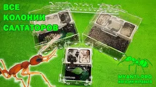 Все колонии Harpegnathos Saltator! Муравьи Салтаторы из Индии.