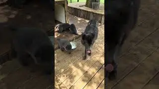 American Blue Bay feeding time #american #blue #bay #americanbluebay #cute #puppy #puppy #puppies