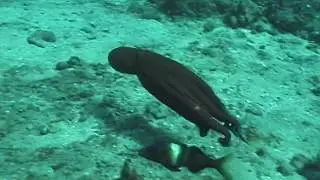 Viper Moray Eel Attacks Hawaiian Day Octopus