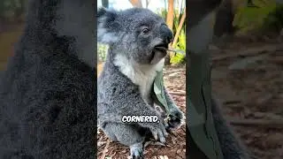 5 Innocent-Looking Animals That Can Actually Kill You #Animals #AnimalFacts