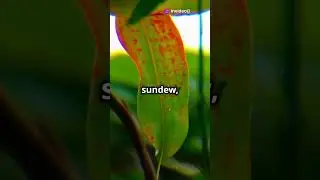 Mind Blowing Plant Facts You Didn't Know! #facts #shorts #viralshorts