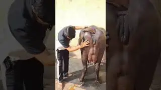 Randeep Malik Quality King 👑#viral #ytshorts