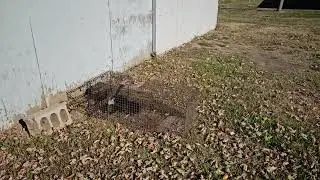 Skunk respects human intervention!