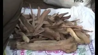 2 Sandalwood Smugglers Caught  On The Wrong Foot