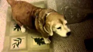 Joey the Beagle begs for food...