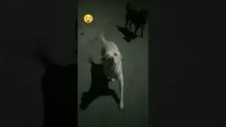 power unity street dog lovers please send me 🐕#shorts video#😲😘#share#subscribe#streetdog