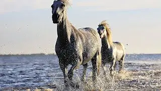 Free Horse Stock Images with CC0 licenses with no attribution required for Commercial Use