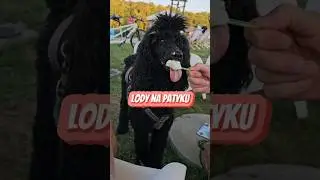 A Wy lubicie lody? #lody #lodydlaochlody #pies #dogvlog #pudel #pysk #zimne #smaczne #mniam
