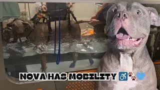 Парализованная собака делает первые шаги на гидротренажере 🐾💙 #очаровательнаясобака #породабузи #...